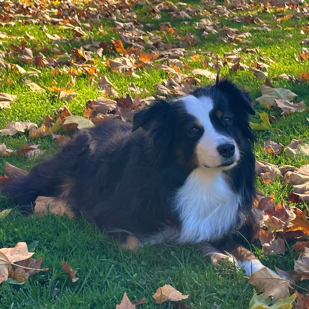 Meet your Posher, Henry